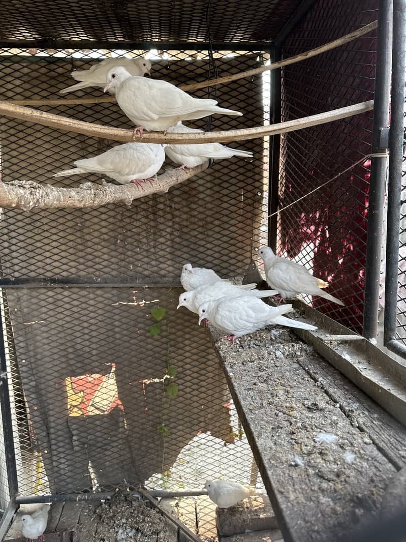 White Khumray | Red Eyes | Dove | Adult Pairs 5