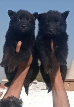 black German shepherd Pair | black German shepherd Puppies