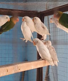 lovebird pathy