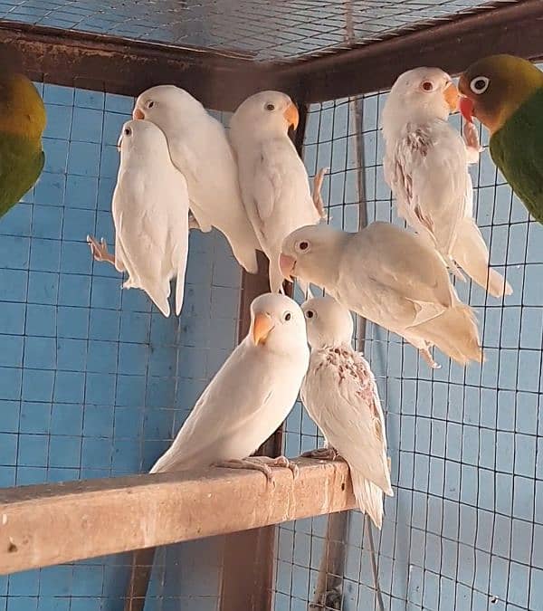 lovebird pathy 1