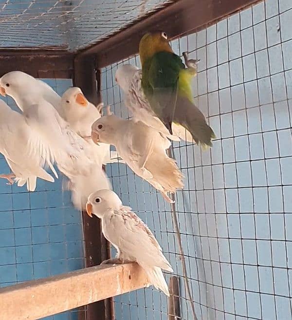 lovebird pathy 3