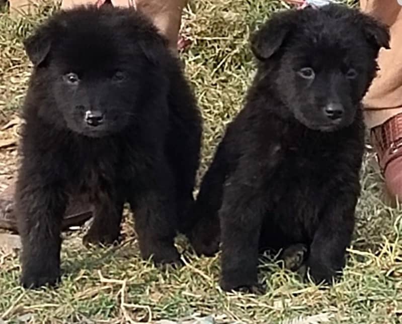 black German shepherd Pair | black German shepherd Puppies 0