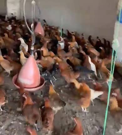 Golden misri |eggs laying hens | misri murghi|desi hens | desi murghi 1