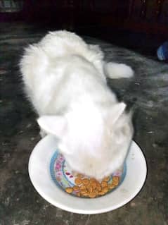 Persian cat  (1.5 year old )