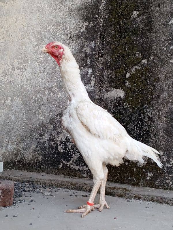 White Shamoo Original Hens Pair For Sale || Reason able Price 0