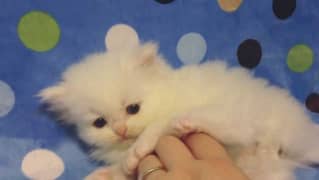 kitten persian cat baby