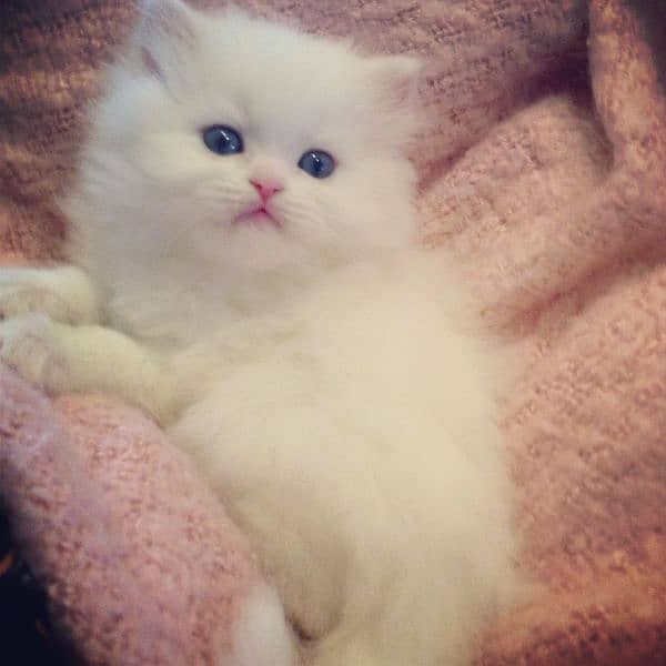 kitten persian cat baby 1