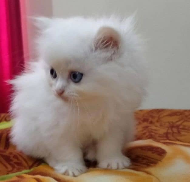 kitten persian cat baby 2