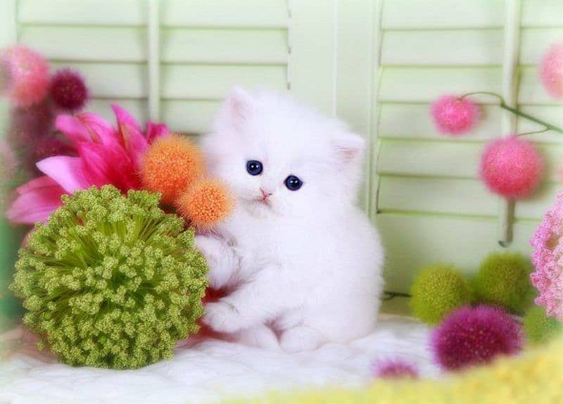 kitten persian cat baby 3