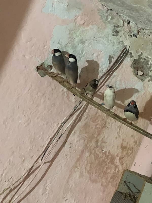 1 Java pair aik banglies pair 2 exhibition finch male 2