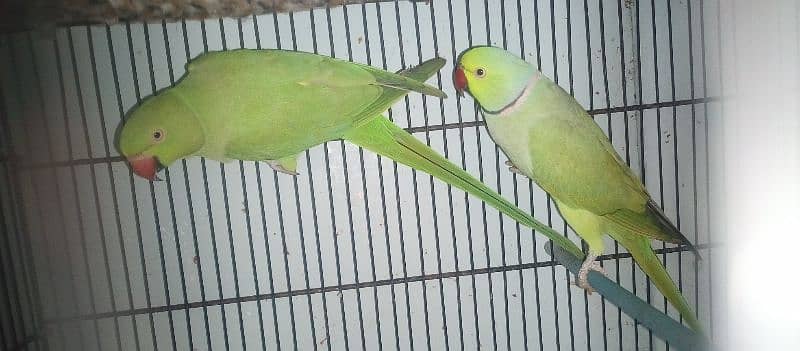 pair of ringneck totay with cage 1