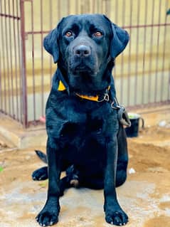 BRITISH BLACK LABRADOR NON-PERIGREE HEAVY BONE HIGH QUALITY.