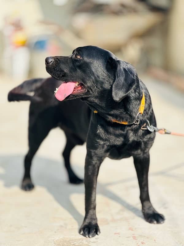 BRITISH BLACK LABRADOR NON-PERIGREE HEAVY BONE HIGH QUALITY. 1