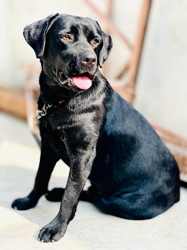 BRITISH BLACK LABRADOR NON-PERIGREE HEAVY BONE HIGH QUALITY. 3