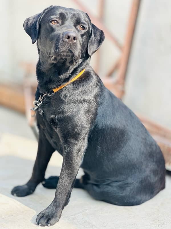 BRITISH BLACK LABRADOR NON-PERIGREE HEAVY BONE HIGH QUALITY. 4