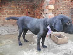 Labrador female.