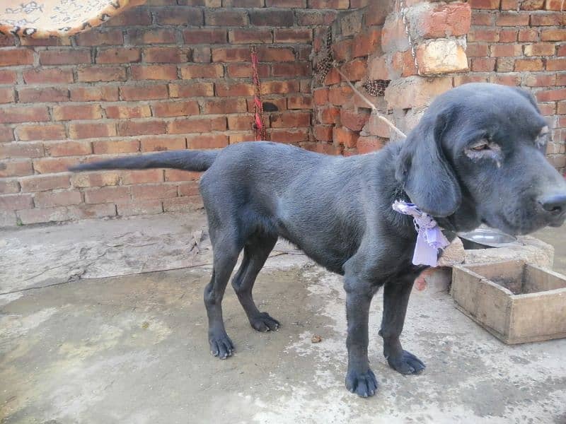 Labrador female. 2