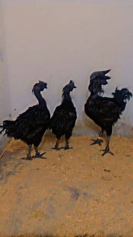 Ayam cemani eggs for sell 0