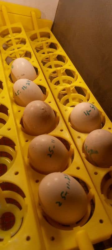 Ayam cemani eggs for sell 1