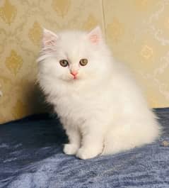 Male female kitten white available 03032669466