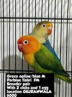 BREEDER PAIR FOR SALE