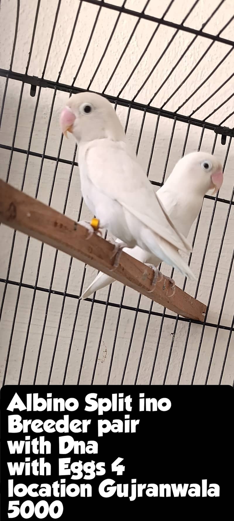 BREEDER PAIR FOR SALE 1