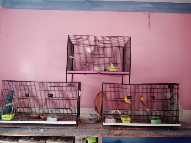 3 cages for sale only for 10000 5