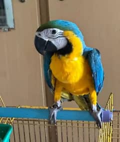 blue Macau parrot checks for sale03319974101