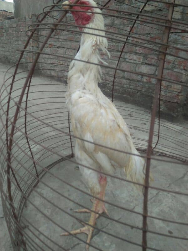 Heera high quality for sale 1