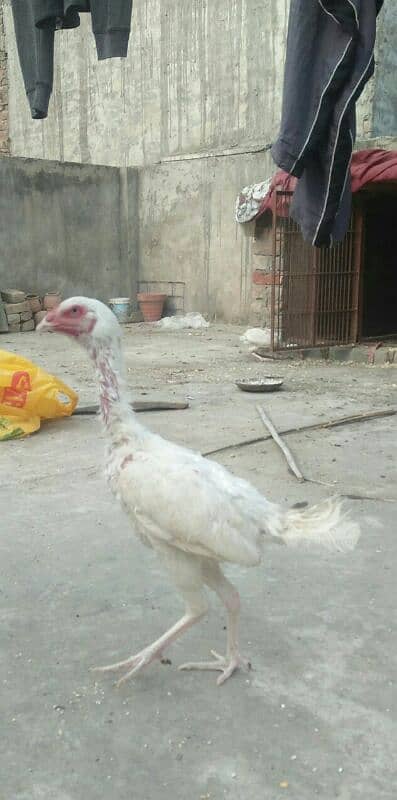 Heera high quality for sale 4