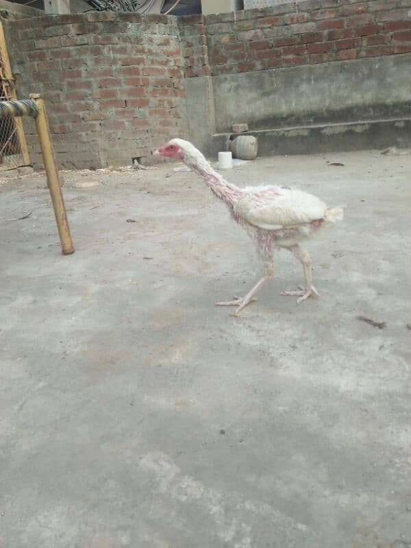 Heera high quality for sale 6