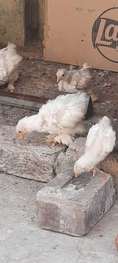 white bantam chicks