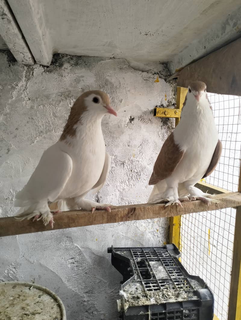 Shirazi pigeon pair 1