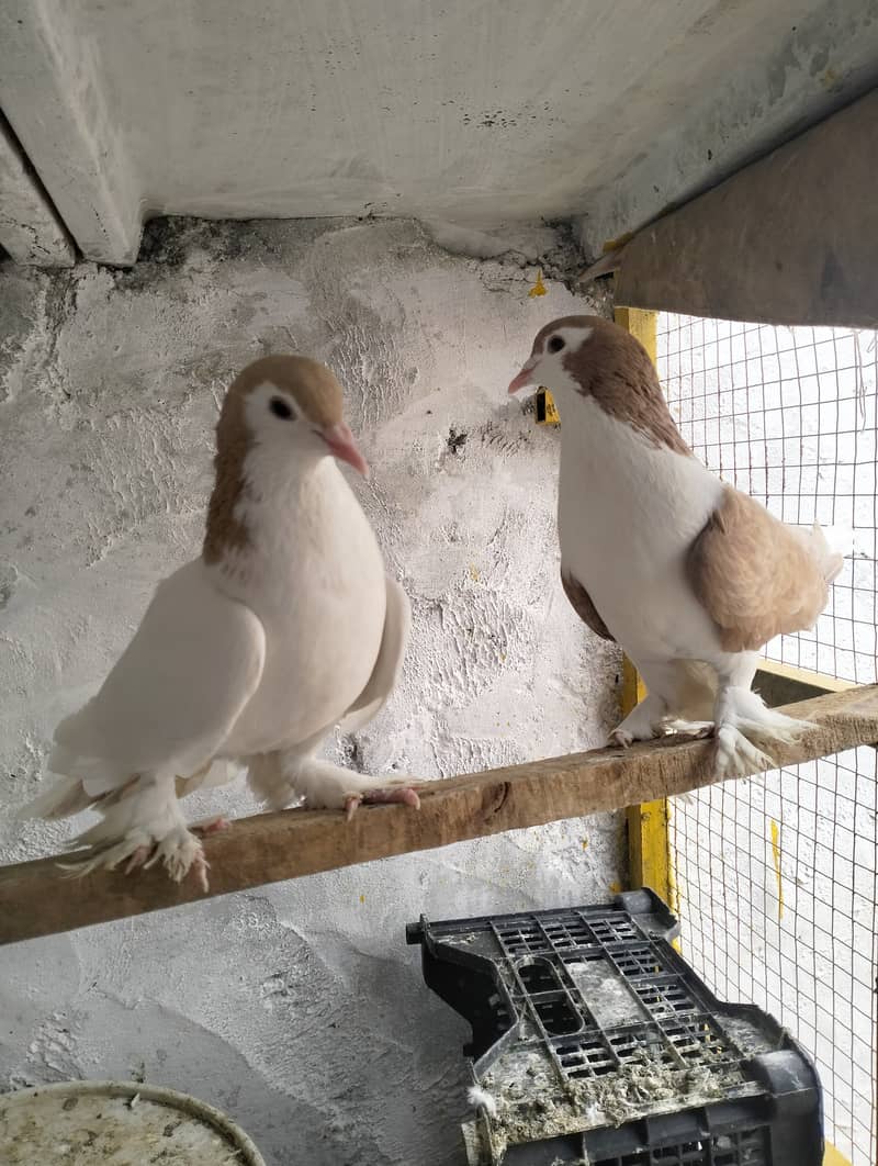 Shirazi pigeon pair 2