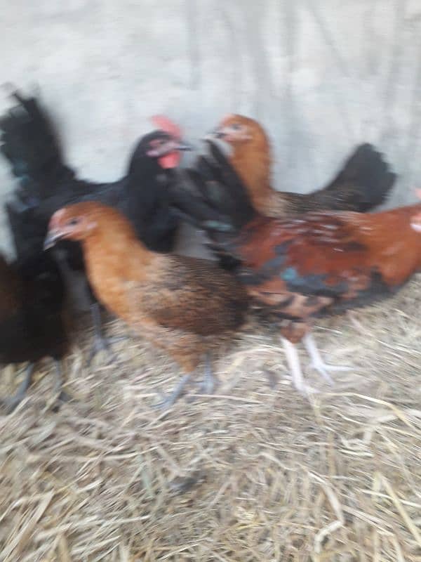 hens setup sale. 3