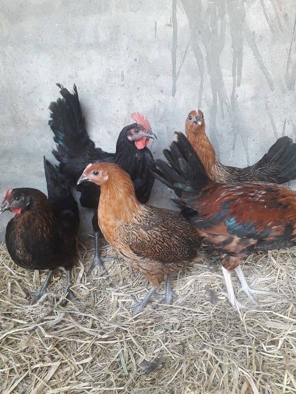 hens setup sale. 9