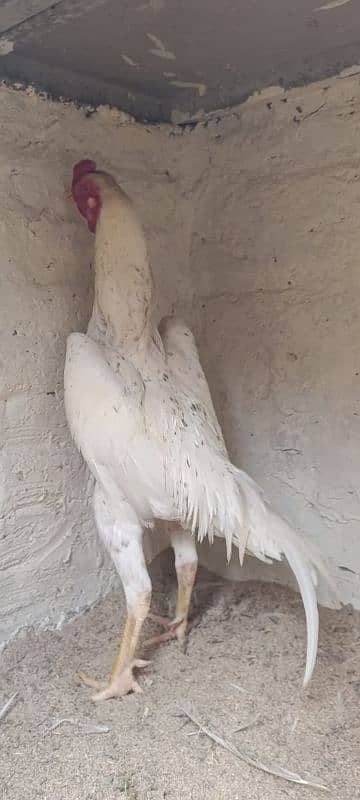 cheena shamoo breeder healthy and active 0