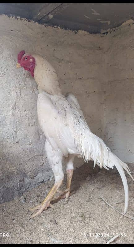 cheena shamoo breeder healthy and active 1