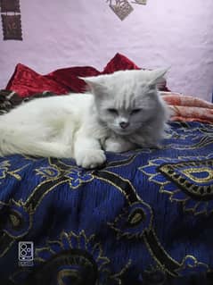 Persian cat female