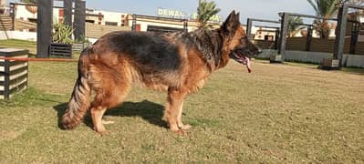 Pedigree German shepherd female available for sale