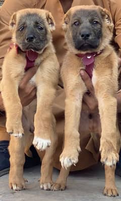 Kurdish Kangal Pair | security dog for sale | Kurdish Kangal Breed