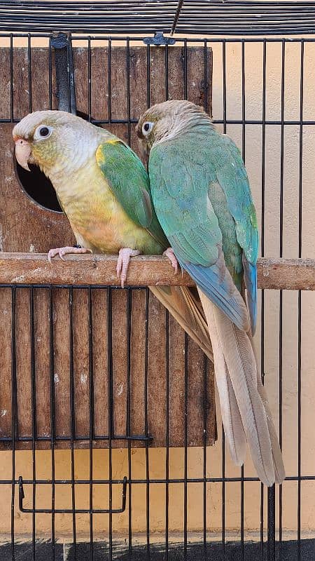 Blue cinnamon and High red Pineapple conure breeder pairs 3