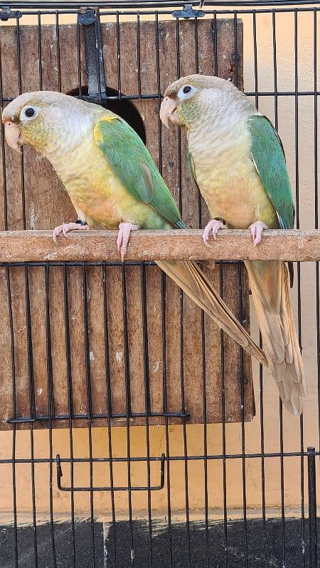 Blue cinnamon and High red Pineapple conure breeder pairs 4