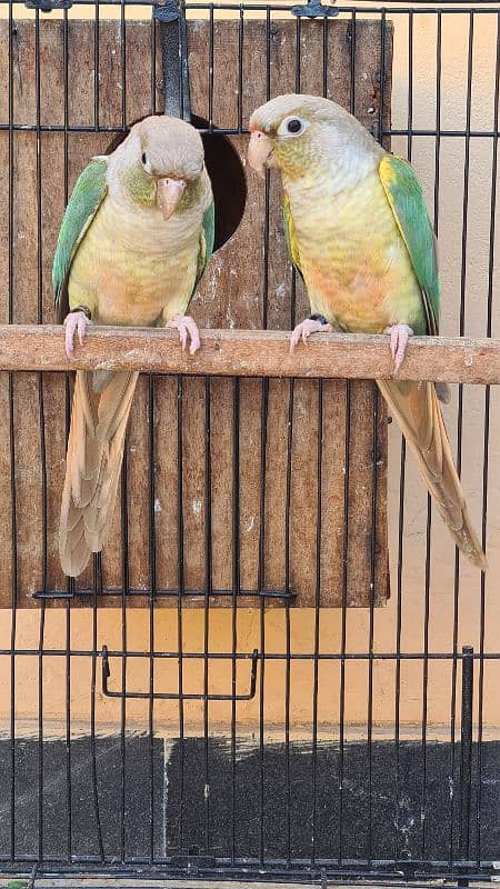 Blue cinnamon and High red Pineapple conure breeder pairs 5