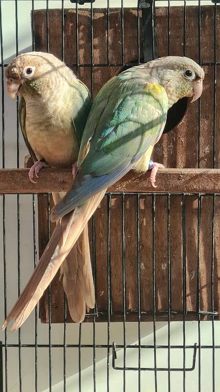 Blue cinnamon and High red Pineapple conure breeder pairs 6