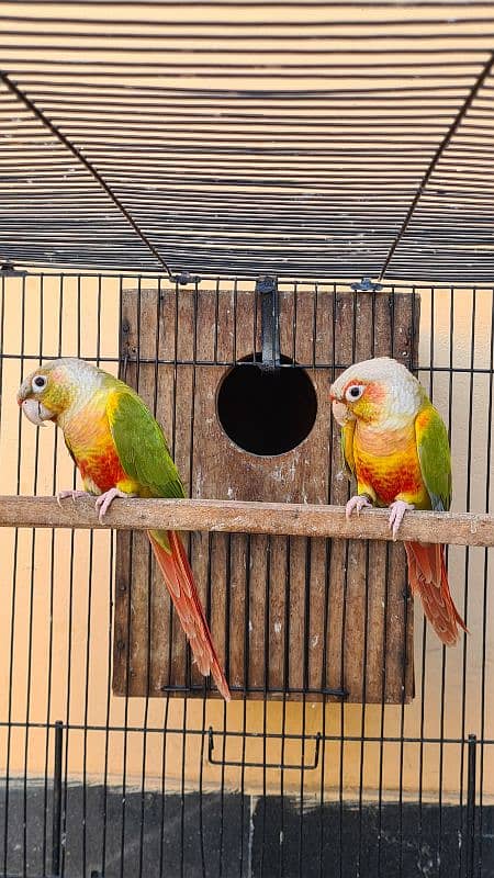 Blue cinnamon and High red Pineapple conure breeder pairs 7