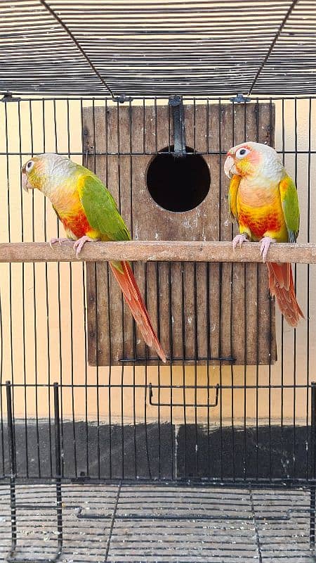 Blue cinnamon and High red Pineapple conure breeder pairs 8