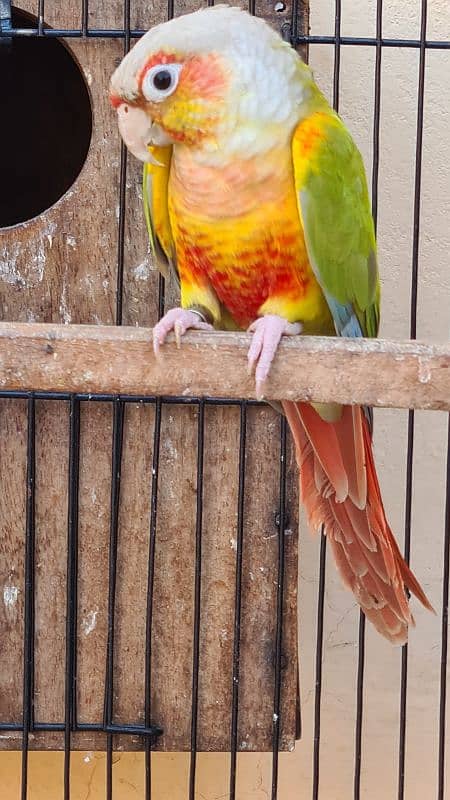 Blue cinnamon and High red Pineapple conure breeder pairs 9