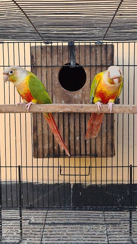 Blue cinnamon and High red Pineapple conure breeder pairs 10