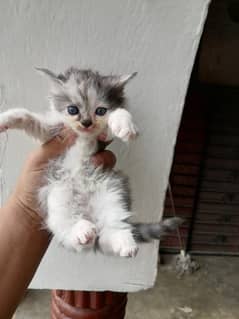 persian kitten good health